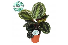 Calathea medaillon