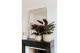 Calathea medaillon 