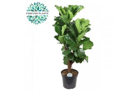 Ficus lyrata vertakt