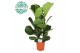 Ficus lyrata 