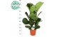 Ficus lyrata 