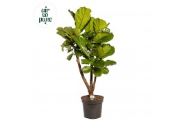 Ficus lyrata vertakt Air So Pure