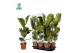 Ficus lyrata Air So Pure 
