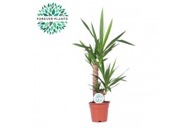 Yucca 45-20, 1+ Kop