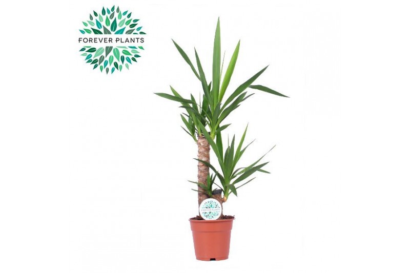 Yucca 45-20, 1+ Kop 
