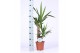 Yucca 45-20, 1+ Kop 