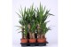 Yucca 45-20, 1+ Kop 