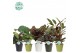 Calathea mix in COCO Keramiek 