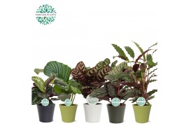 Calathea mix in COCO Keramiek