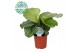 Calathea orbifolia 