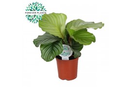 Calathea orbifolia