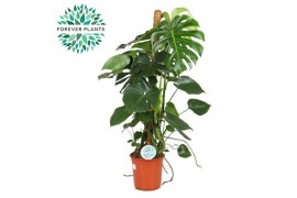 Monstera deliciosa mosstok