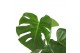 Monstera deliciosa 