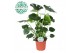 Monstera deliciosa 