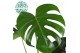 Monstera deliciosa 