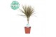Dracaena marg. bicolor 