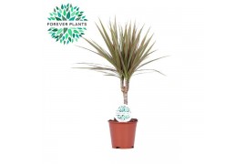 Dracaena marg. bicolor
