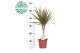 Dracaena marg. bicolor 