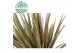 Dracaena marg. bicolor 