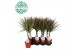 Dracaena marg. bicolor 