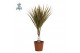 Dracaena marg. bicolor Air So Pure 