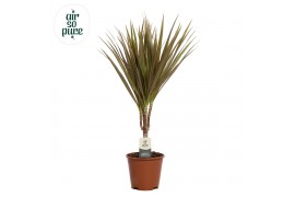 Dracaena marg. bicolor Air So Pure