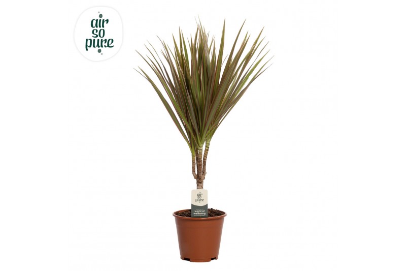 Dracaena marg. bicolor Air So Pure 