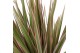 Dracaena marg. bicolor Air So Pure 