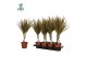 Dracaena marg. bicolor Air So Pure 