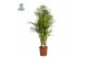 Dypsis lutescens Air So Pure, Etiket 
