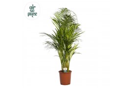 Dypsis lutescens Air So Pure, Etiket