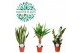 Kamerplanten mix Groen Mix Easy Care p14 1 pp 