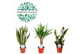 Kamerplanten mix Groen Mix Easy Care p14 1 pp