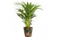Kamerplanten mix Groen Mix p14 in SIERCUP GREEN JEWELS 1 pp 
