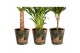 Kamerplanten mix Groen Mix p14 in SIERCUP GREEN JEWELS 1 pp 