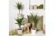 Kamerplanten mix Groen Mix p14 in COCO Keramiek 1 pp 