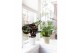 Kamerplanten mix Groen Mix p14 in COCO Keramiek 1 pp 