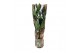 Kamerplanten mix Groen Mix 17 in HOES GREEN JEWELS 1 pp 