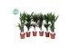 Kamerplanten groenmix colorado gemengd + colorado 
