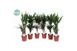 Kamerplanten groenmix colorado gemengd + colorado