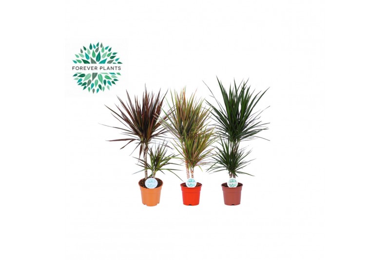 Kamerplanten groenmix rios gemengd 