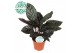 Calathea ornata 