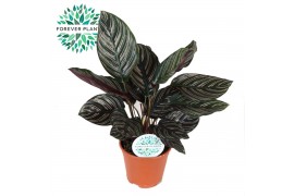 Calathea ornata