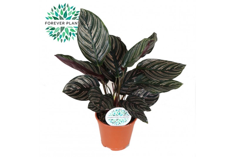 Calathea ornata 