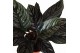 Calathea ornata 