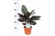 Calathea ornata 