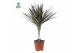Dracaena marg. magenta 