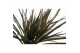 Dracaena marg. magenta 