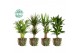 Kamerplanten mix gemengd x 4 sorten + green jewels 