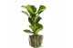 Kamerplanten mix gemengd x 4 sorten + green jewels 